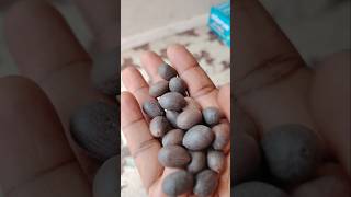 Online find meesho lotus seeds review #trending #meesho #best