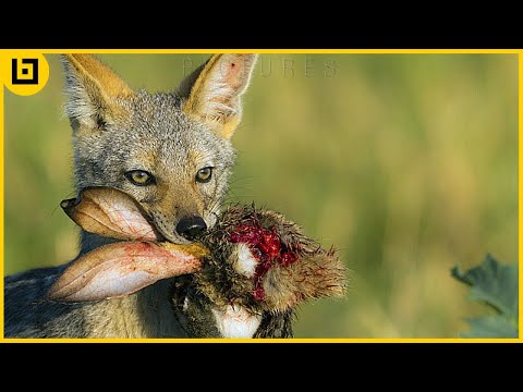 15 Moments Of Brutal Foxes Hunting Mercilessly