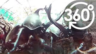 【いきもの目線】カブトムシ（360Lives　/　Beetle）