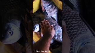 Yeh Machhali Kitni Badi Hai, Dekh Kar Hairan Reh Jaoge! 🐟🔥#viralcatch #dailyvlog #hukum #jailer2