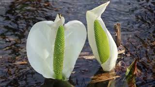 刺巻湿原の水芭蕉