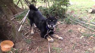 KURO 　四国犬　生後4ヶ月 SHIKOKU