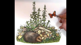 Hedgehog: Adding colour to a pen & ink illustration