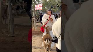 可愛い鹿と交流を楽しむ観光客🫎奈良公園