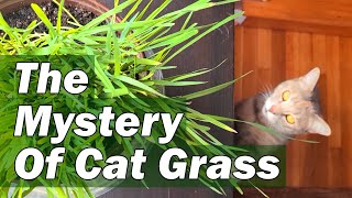 Should My Cat Be Eating Cat Grass?