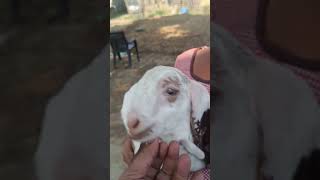 Baby Goat Love: Girl Smiles as She Holds Her New Friend #bakradilade #babygoats #goatlove #cutegoats