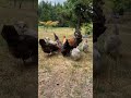 下班后我的放松方式就是看着鸡吃食 shorts farm 农场 chicken 鸡