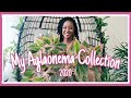 My Chinese Evergreen Collection🌿|| Aglaonema Plant Haul|| Kreatyve Gardenista