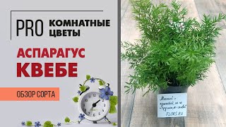 Аспарагус Квебе - пушистое комнатное растение | Как правильно ухаживать за аспарагусом