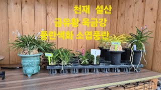 2024.05.16 풍란색화 금유황 소엽풍란 꽃대있습니다~