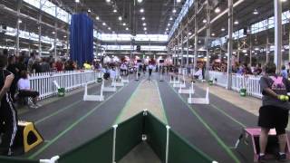 Revolution Flyball vs X at CanAm 2011