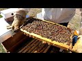 Bienen im März   Auswintern