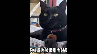 铲屎官走丢一只黑猫，半年内找回4只一模一样的，到底哪只是真的 #015