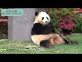 アドベンチャーワールド）パンダ結浜たけのこ一気食い　圧巻の食いっぷり【giant panda yuihin】