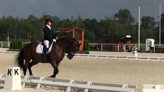 2012 polish warmblood stallion competition video