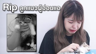 RIP ลาก่อน ลูกแมวตาบอด | แพนด้า กุ๊กกุ๊ก