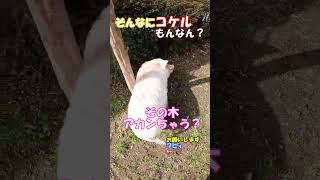 【ミニブタぐっしー】そんあにコケルもんなん？#shorts #short #pig #散歩