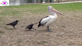 little raven teasing giant pelican