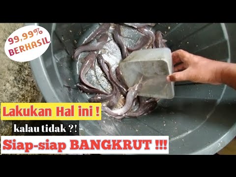 Tahap Penyortiran Ikan Budikdamber Dalam Ember Budidaya Ikan Lele ...