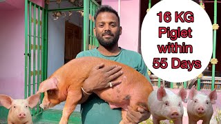 15 kg piglet within 55 days pig farm in assam karbi Anglong Howraghat