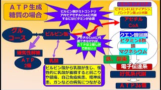 人間のエネルギー通貨ATP生成には、2つの原料があります。糖質と脂質です。今回は糖質が原料の場合をお話します。生成にはビタミン、ミネラルが必要ですが、十分ある場合は38個のATPが出来ます。