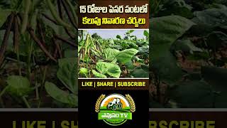 పెసర పంటలో కలుపు నివారణ చర్యలు || How To Control Weed In Green Gram Crop || Evusam Tv || vyavasayam