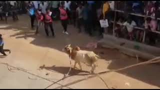 Kilarasampet Manjuvirattu/Vellore Manjuvirattu/ Kathalampattu Komban #Kilarasampet#kathalampattu