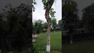 Laburnum Tree #relaxing #ytshorts #satisfying #viral #viralle #asmr #satisfyingvideo