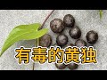 野外常见的酷似山药和山药豆的有微毒的黄独你认识吗？