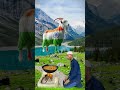 🥰qurbani qurbani mubarak which one is the best 🥰 bakraeid2024 viral trending vfx