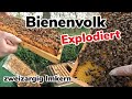 Bienenvolk Explodiert | zweiter Honigraum | Imkern mit Zander | die Serie