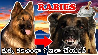 RABIES in DOGS - Symptoms, Treatment and Prevention పిచ్చి కుక్క వ్యాధి