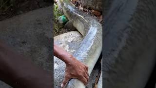 ഇത്രേം വലിയ മനിഞ്ഞിൽ മീൻ കണ്ടിട്ടുണ്ടോ/big eel fish catching #eelfishing #fishing #fishingvideo