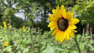 2024.720牧歌の里の天気【晴れ】今日から夏休み？高原の夏休みを楽しんで✨