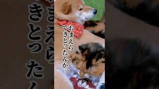 【柴犬と三毛猫】おまえらできてたのか