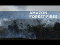 Understand: How the Amazon forest fires impact people worldwide