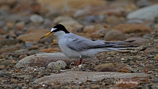 小燕鷗孵蛋/Little Tern Incubating