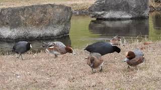 20201111ヒドリガモとオオバン