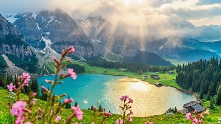 Soothing Relaxation: Beautiful Relaxing Piano Music & Bird Sounds for Calm the Mind