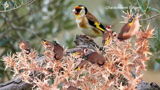 بتبتة وستستة جماعية فتاكة في علاج صمت الحسون بتبتة حسون الشوك goldfinch stimulation