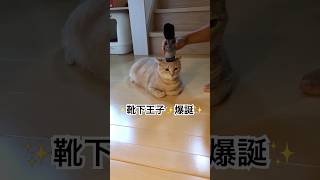 靴下王子おいも爆誕　#cat #猫 #猫のいる暮らし