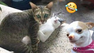 Funniest Cats And Dogs s 😁 - Best Funny Animal s 2024 🥰#8