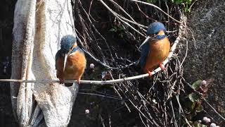 鳥が魚を捕食。カワセミの求愛給餌？