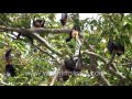 fruit bats hang upside down from a tree