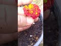 New way marigold Parpogation  #trending #ytshorts #shorts #plants #gardening #greennature #viral