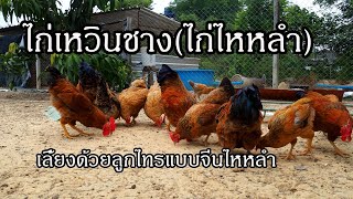 ไก่เหวินชาง wenchang chicken (ไก่ไหหลำ) ฟาร์มไก่เบตงหลงทุ่ง อ.ดอยสะเก็ด จ.เชียงใหม่