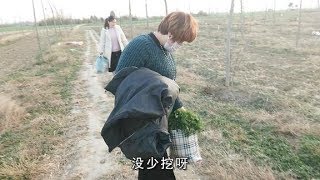 农村新雨后，一群小媳妇们挖荠荠菜，看一人收获一大袋子