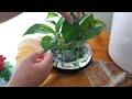 REPLANTING MY INDOOR LUCKY CHARM MONEY 🪴  PLANT // FILKOR OFFICIAL VLOGS