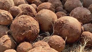 While digging the foundation in Palpa, cannonballs were found - पाल्पामा जग खन्दा, तोपका गोला भेटिए