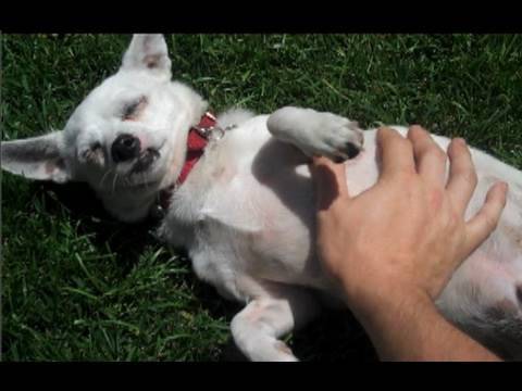 Puppies Youtube